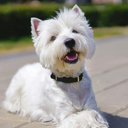 West Highland White Terriers